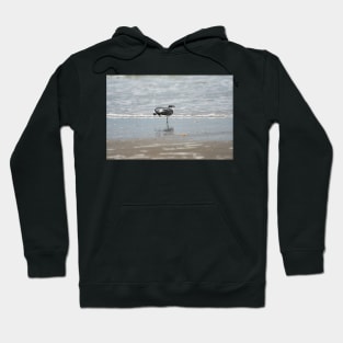 Stretching Laughing gull Hoodie